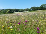 Wildflowers